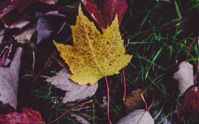 El otoño y el dejar caer nuestras hojas