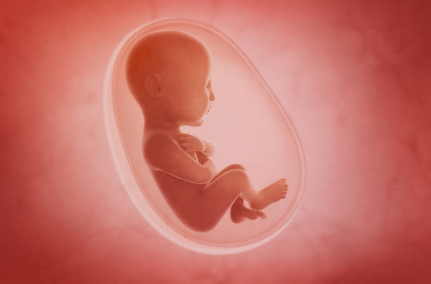 ¿Cómo pueden las emociones vividas en el útero materno, sanar las heridas de alma?